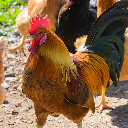 Apartman Rural Prats *