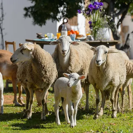 Rural Prats Santa Eularia des Riu