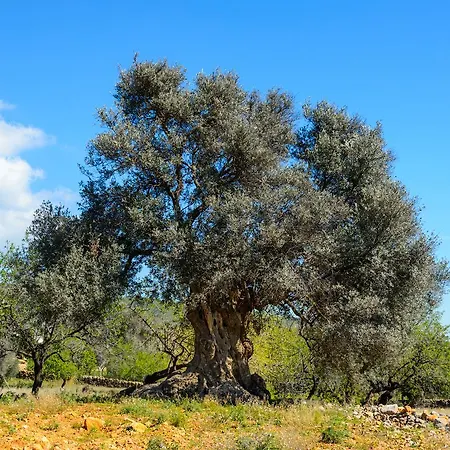 Rural Prats Apartman