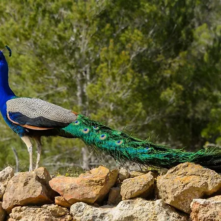 Rural Prats 아파트 산타 에우랄리아 데 리오