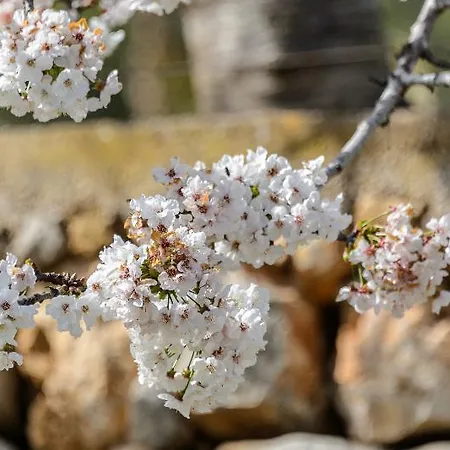 Rural Prats Apartman *