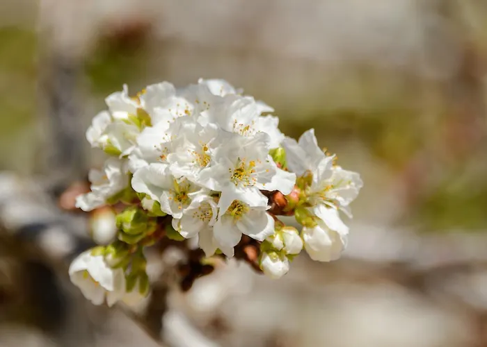 Rural Prats Apartmán Santa Eularia des Riu