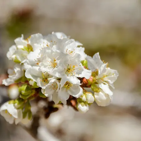 Rural Prats Apartment Santa Eularia des Riu