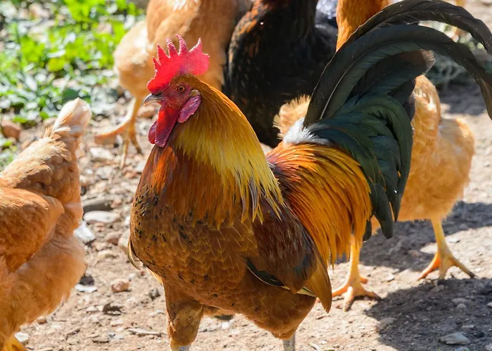 شقة Rural Prats *