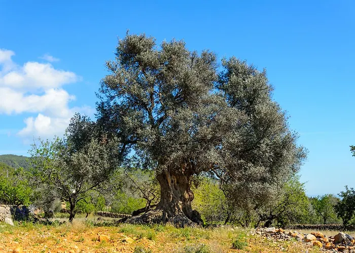 Rural Prats Apartment