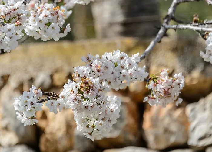 Rural Prats شقة *