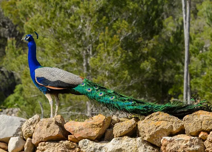 Rural Prats 아파트 산타 에우랄리아 데 리오